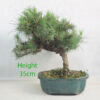 Aleppo Pine Bonsai Tree Number 277P