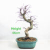 Acer Palmatum Yamamomiji Japanese Maple Bonsai Tree Number 225P