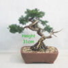 Chinese Juniper Bonsai Tree Number 33Y