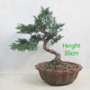 Chinese Juniper Bonsai Tree Number 53Y