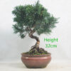 Chinese Juniper Bonsai Tree Number 290P