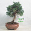 Chinese Juniper Bonsai Tree Number 63P