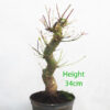 Acer Palmatum Japanese Maple Bonsai Tree Part Trained Number 331P