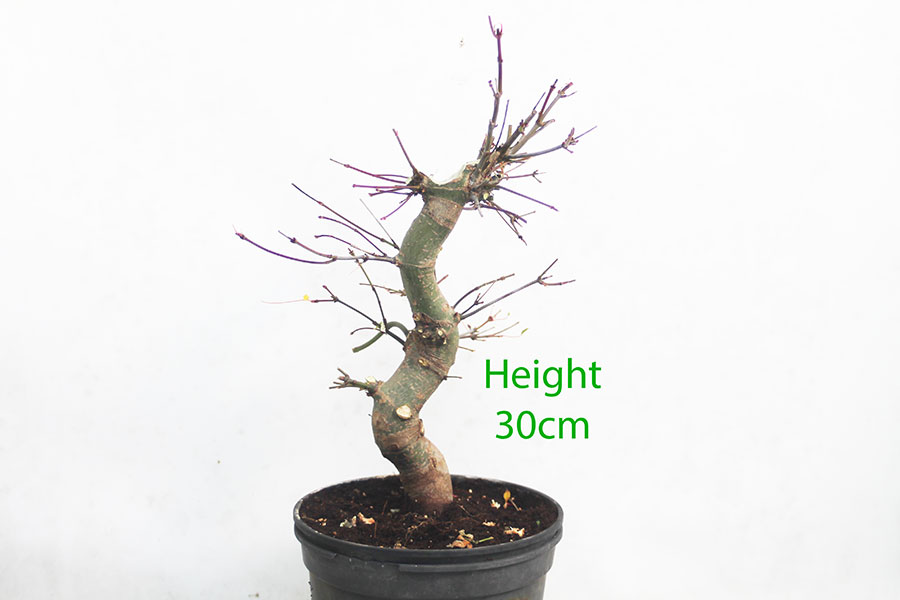 Acer Palmatum Japanese Maple Bonsai Tree Part Trained Number 34Y