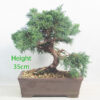 Chinese Juniper Bonsai Tree Number 35Y