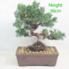 Chinese Juniper Bonsai Tree Number 226P