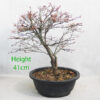 Acer Palmatum Kiyohime Japanese Maple Bonsai Tree Number 35B