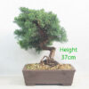Chinese Juniper Bonsai Tree Number 104P