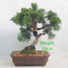 Chinese Juniper Bonsai Tree Number 322P