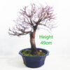 Acer Palmatum Deshojo Japanese Maple Bonsai Tree Part Trained Number 370P