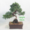 Chinese Juniper Bonsai Tree Number 171P
