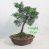 Chinese Juniper Bonsai Tree Number 366P