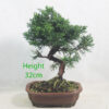 Chinese Juniper Bonsai Tree Number 95Y