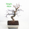 Mulberry Bonsai Tree Number 101Y