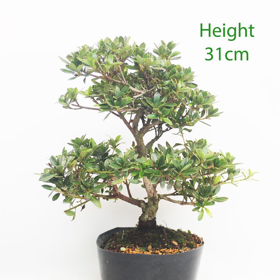 Azalea Hanamaiko Flowering Bonsai Tree Number 55P