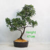 Azalea Flowering Bonsai Tree Number 74Y