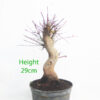 Acer Palmatum Deshojo Japanese Maple Bonsai Tree Part Trained Number 361P
