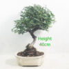 Pyracantha Flowering Bonsai Tree Number 8P