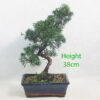 Chinese Juniper Bonsai Tree Number 34P