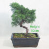 Chinese Juniper Bonsai Tree Number 103P