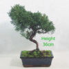 Chinese Juniper Bonsai Tree Number 180P