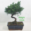 Chinese Juniper Bonsai Tree Number 225P
