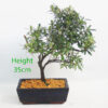 Azalea Flowering Bonsai Tree Number 131P