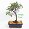 Azalea Flowering Bonsai Tree Number 231P