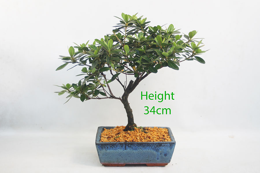 Azalea Flowering Bonsai Tree Number 157P