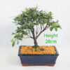 Azalea Flowering Bonsai Tree Number 180P