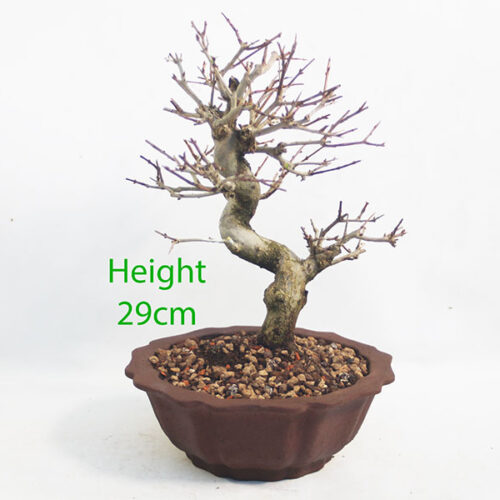 Pomegranate Nejikan Flowering Bonsai Tree Punica Number 316P