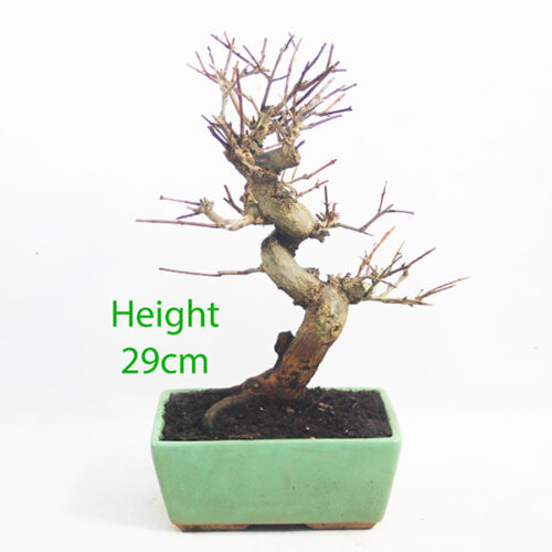 Pomegranate Nejikan Flowering Bonsai Tree Punica Number 250P