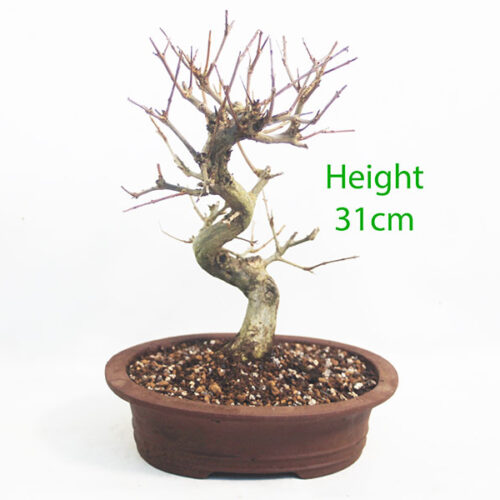 Pomegranate Nejikan Flowering Bonsai Tree Punica Number 71