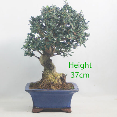 Olive Bonsai Tree Number 152P