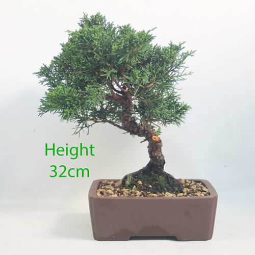 Chinese Juniper Bonsai Tree Number 305P