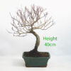 Trident Maple Bonsai Tree Number 155P