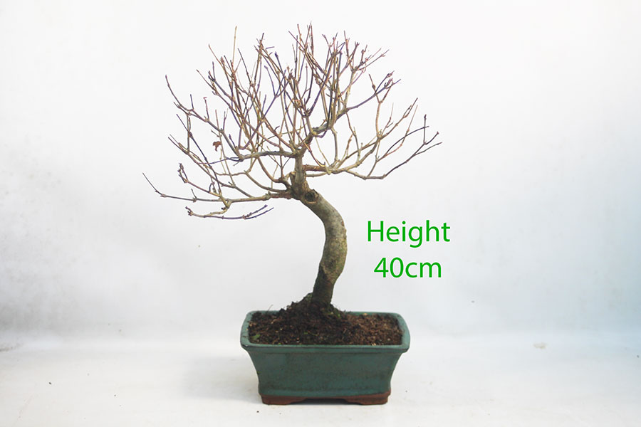 Trident Maple Bonsai Tree Number 155P