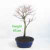 Trident Maple Bonsai Tree Number 74Y