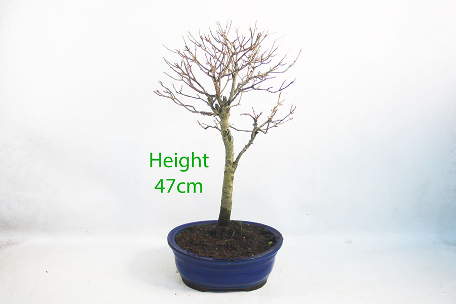 Trident Maple Bonsai Tree Number 74Y