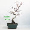Trident Maple Bonsai Tree Number 364P