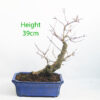 Trident Maple Bonsai Tree Number 366P
