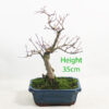 Trident Maple Bonsai Tree Number 259P