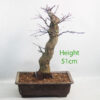 Acer Palmatum Japanese Maple Bonsai Tree Part Trained Number 63P