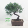 Chinese Juniper Bonsai Tree Number 169P