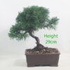 Chinese Juniper Bonsai Tree Number 128P