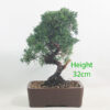 Chinese Juniper Bonsai Tree Number 51P