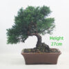 Chinese Juniper Bonsai Tree Number 79P