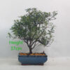 Azalea Flowering Bonsai Tree Number 87P