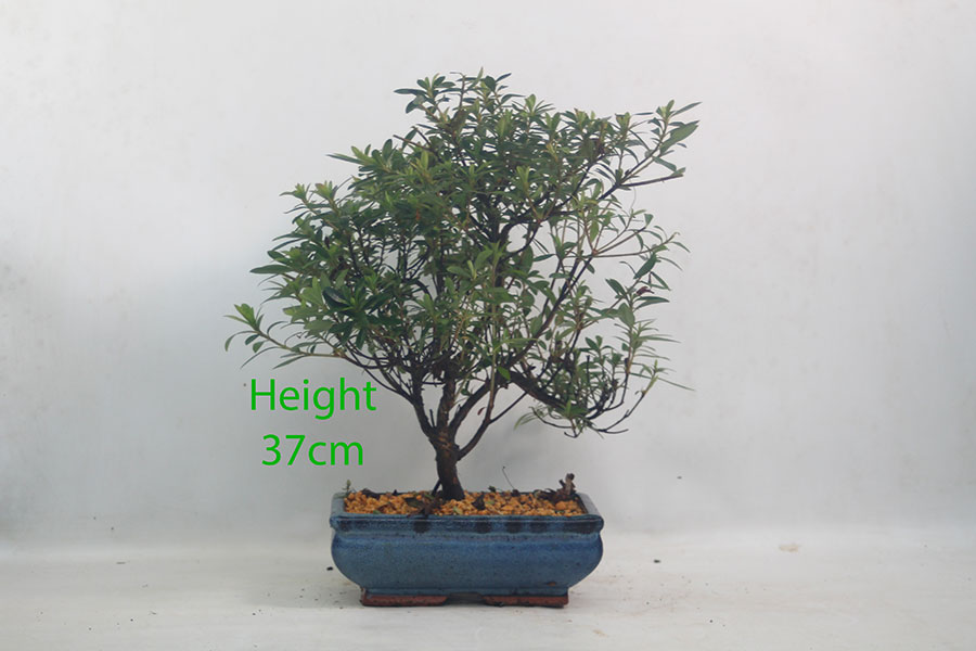 Azalea Flowering Bonsai Tree Number 87P