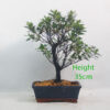 Azalea Flowering Bonsai Tree Number 308P